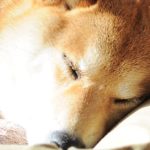 Adiós Kabosu: el mundo despide al perro detrás del meme Dogecoin