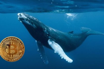 «El apetito de las ballenas de bitcoin regresó con fuerza»