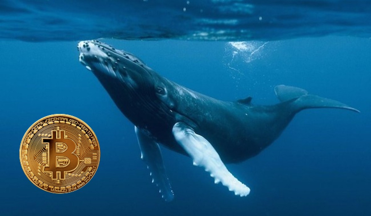 «El apetito de las ballenas de bitcoin regresó con fuerza»